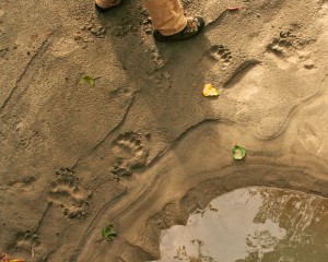 Grizzly bear track