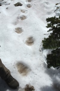 Grizzly bears can weigh 200 to 600 pounds, be 3.5 to 4 feet tall at the shoulders and six to seven feet tall when standing on their hind feet. Tracks can look huge when partially melted in the snow. 