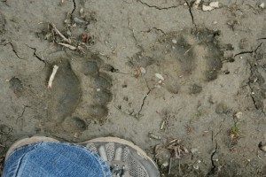 Notice how one toe is set back farther than the others in a black bear track 