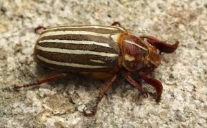 Ten lined June beetles have broad white stripes on their elytra (wing covers) and head. They range from three-quarters to one-and-a-half inches long.
