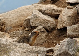 Columbian ground squirrels are 10 to 12 inches from head to toe with bright orange underparts and limbs. The top of their nose is deep orange and their brown grizzled tail has white to cream edges. Other ground squirrels in their range (golden-mantled ground squirrels in North Idaho) are smaller and do not have the orange limbs and belly. 