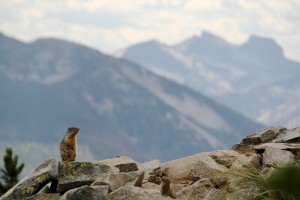 Columbian ground squirrels watch for predators that include bears, coyotes, marten, badgers, mountain lions, red-tailed hawks, long-tailed weasels, snakes, bobcats and eagles. 