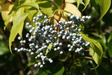 Elderberry