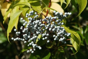 Elderberries can be made into wine, jam, syrup, candy and pies