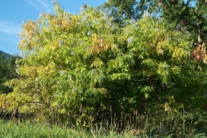 Elderberries grow in nearly all of North America except northwest Canada and Alaska.