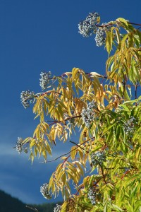 Elderberries ripen between July and October depending on location and weather. 