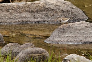 When taking off from shore, spotted sandpipers emit a few high whistled notes. All calls sound like a weet but with different volumes and speeds. 