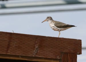 During breeding season the spotted sandpiper has bold dark spots on its white breast (with females having larger spots) and an orange bill. In winter, they have a yellow bill and no spots on their belly.