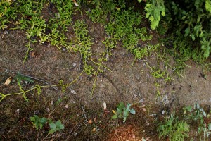 Horizontal stems help clubmoss spread in moist and wet areas. 