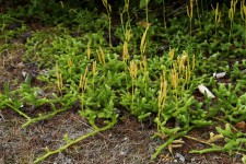 Clubmoss