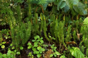 Stiff clubmoss