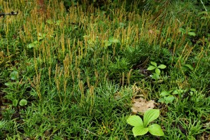 In autumn, a visible yellow cloud of spores is released from the strobili. 