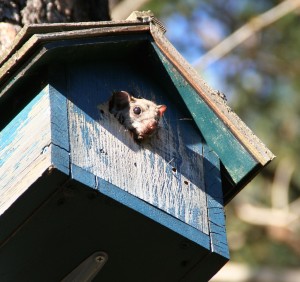 Flying squirrels have an excellent sense of hearing, smell, vision and touch since they are nocturnal. 