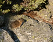 Pika