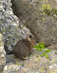 Pikas are herbivorous and forage on a wide variety of plants.