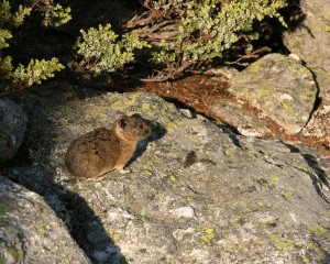 Pikas create trails within their territory to save energy when traveling between nesting, latrine and foraging sites. 
