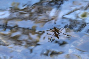 Water striders constantly move so they don’t become prey to fish, frogs, salamanders and birds. 