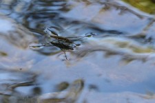 Water striders