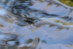 Water striders have good vision and the ability to move quickly which helps them catch prey.
