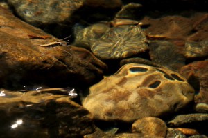 The shadow of the dimples created by the water strider's legs can be seen on the rocks below. 