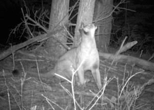 Cougars are known by more names than any other animal in the world--mountain lion, puma, painter, catamount, Mexican lion, red tiger, and panther. Sometimes their nighttime wanderings are captured on game cameras.