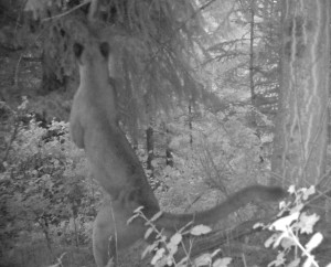 Large eyes and sharp vision help cougars hunt at night. During the day, cougars can see as well as people but at night their vision is six times more sensitive. 