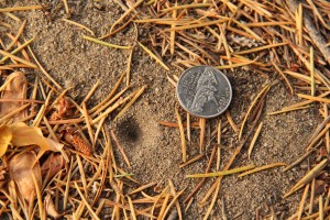 Antlions at all stages are harmless and beneficial because they feed on ants and other insects.