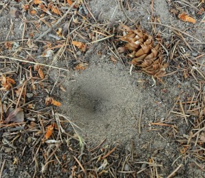 There are 80 species of antlions in North America. 