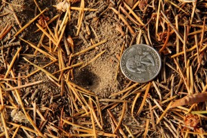 Antlion larvae are most active in late spring and summer though some are active in winter in warmer regions. Larvae overwinter deep in the soil leaving pits as evidence of their presence. 