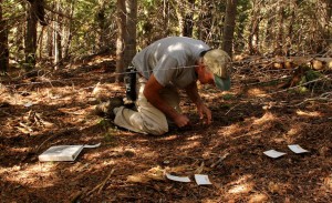 Don Gay carefully checks the ground for any grizzly bear hairs left behind by a bear rolling in the lure.