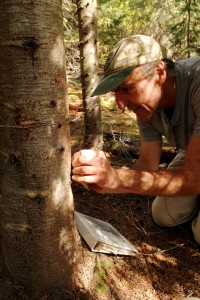 Pulling bear hair off a tree for inspection