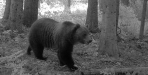 A grizzly bear walks past a research site in the Cabinet Mountains near Divide Lake. Don Gay maintained a few sites in the Boulder Creek area to scope out the potential for trapping. Photo courtesy of IDFG