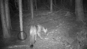 Each research site is baited with a cow blood mixture that attracts grizzly bears and other animals such as mountain lions. Photo courtesy of IDFG