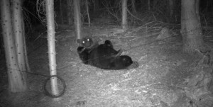 A trail camera captured a grizzly bear rolling around inside of a corral site. The bear managed to cross the barbed wire without leaving any hair but left some on the ground. Photo courtesy of IDFG