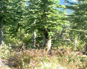 Hair for the DNA project is also collected from trees that grizzly bears rub against. Photo courtesy of IDFG