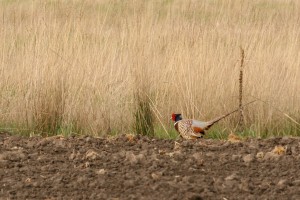 Male ring-necked pheasants have a white ring around their neck; gold, brown, green, purple and white plumage; and a blue and green head with a red wattle. 