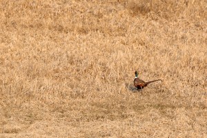 Pheasants prefer to run and hide for cover. However, they can burst into flight like grouse when startled and reach speeds of up to 60 mph. 