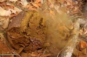 A giant pasture puffball’s outer skin breaks away when the inside spore mass, called the gleba, is dry. Often the spores are held together by sterile threads called capillitium and an outside force (like a stick) is needed to help the spores break away. 