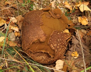 Giant pasture puffball