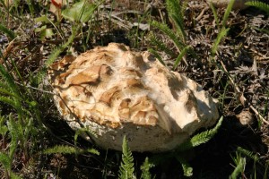 Puffballs are also known as the ‘stomach fungi’ or Gasteromycetes. Pictured is a sculptured giant puffball.