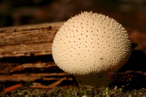 Most puffballs are three to eight inches in diameter with giant puffballs growing larger than a fist to watermelon size. This small puffball is less than a few inches wide. 