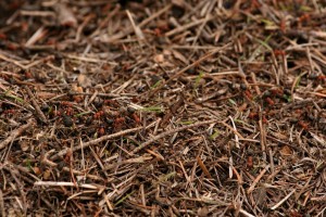 Adult western thatching ants live 19-44 days but the ones that overwinter live longer. 