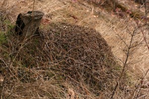 Colonies may survive for up to 20 years.