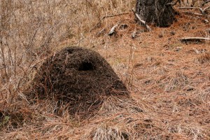 The above-ground nests of western thatching ants can be up to three feet high and 4.5 feet in diameter. An extensive network of tunnels and chambers exists up to four feet beneath the thatch. 