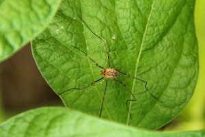 Harvestmen (daddy longlegs) with fewer than eight legs have voluntarily shed a leg in order to survive a situation.