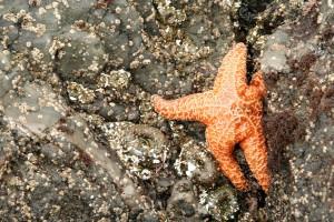 Starfish