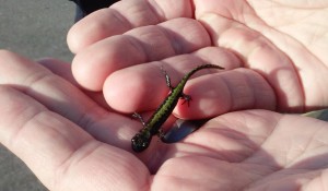 Long-toed salamanders range from the Alaska Panhandle through British Columbia down the eastern slope of the Rocky Mountains in Alberta and Montana and westward through central Idaho into Washington, Oregon and northern California. 