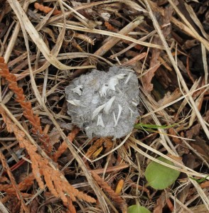 An owl pellet exposed to the weather deteriorates over time exposing the contents, such as the small skull in this owl pellet. 