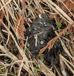 Regurgitated owl pellets provide food and shelter for various larvae, insects, and fungi since many insects eat fur and feathers. 