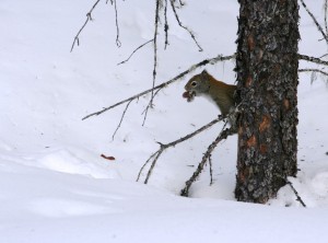 Red squirrels move atop and within the snow. Their tracks can be seen between trees or not at all since they create tunnels within the snow between their nest and cache. The tunnels allows them to travel undetected by predators.